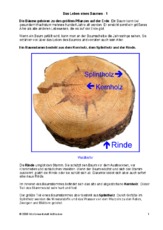 Das-Leben-eines-Baumes.pdf